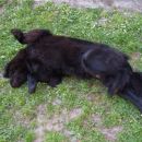 15.04.2007
kako mi paše valjanje