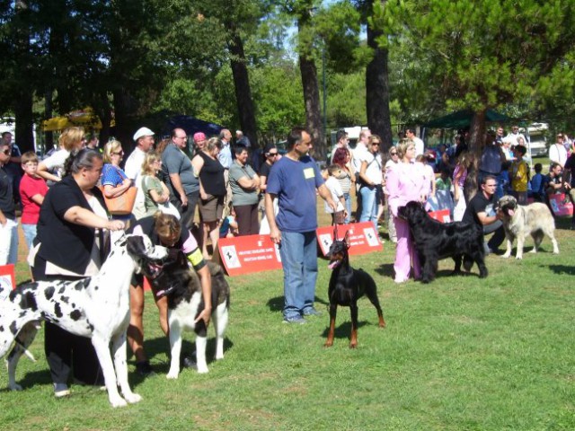 09.09.2007 CACIB UMAG
postavitev mladih