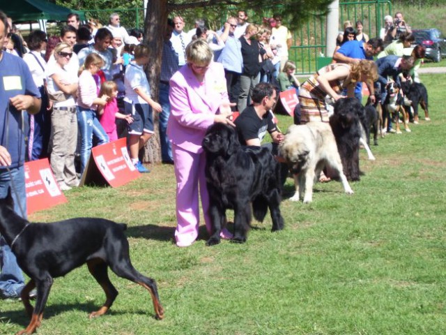 09.09.2007 CACIB UMAG
mladi (18 psov)