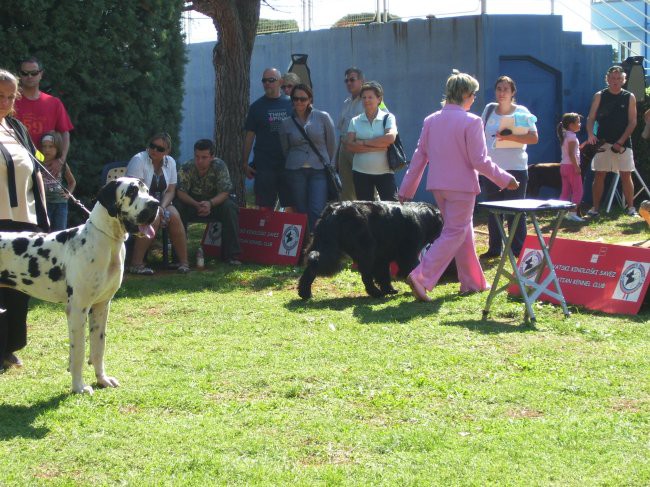 09.09.2007 CACIB UMAG
najlepši mladi pes, Sona prejme sedmo mesto