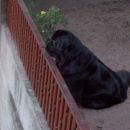 01.08.2007
kje si,  moj Romeo???