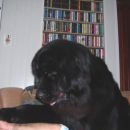 11.08.2007
prosim začni me čohat