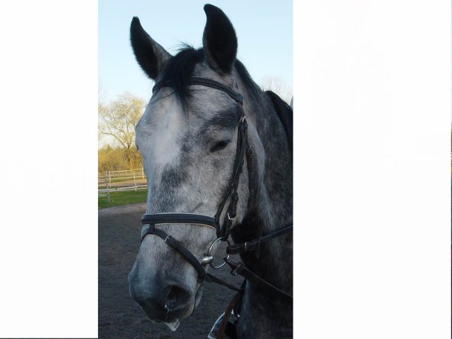 Moje živalce - foto povečava