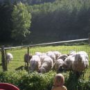 sosedove ovce