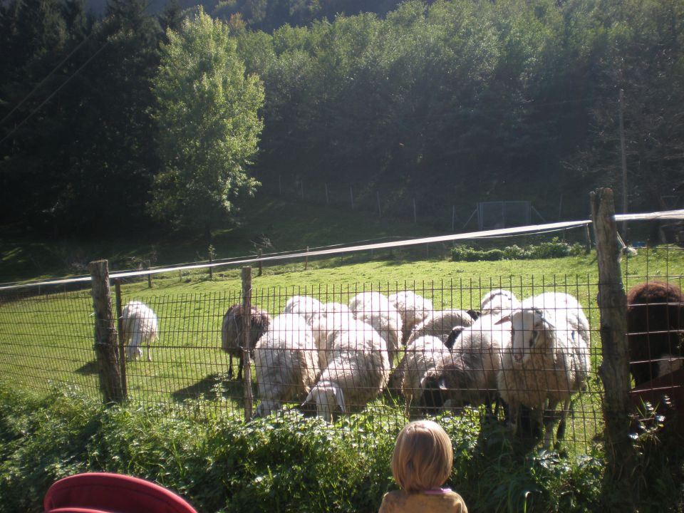 sosedove ovce