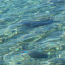 The clear water of Adriatic sea!