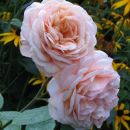 VRTNICA ABRAHAM DARBY