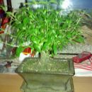 Bonsai