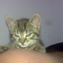 muca