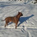 daisy on the snow