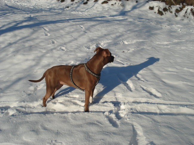 Daisy on the snow - foto povečava