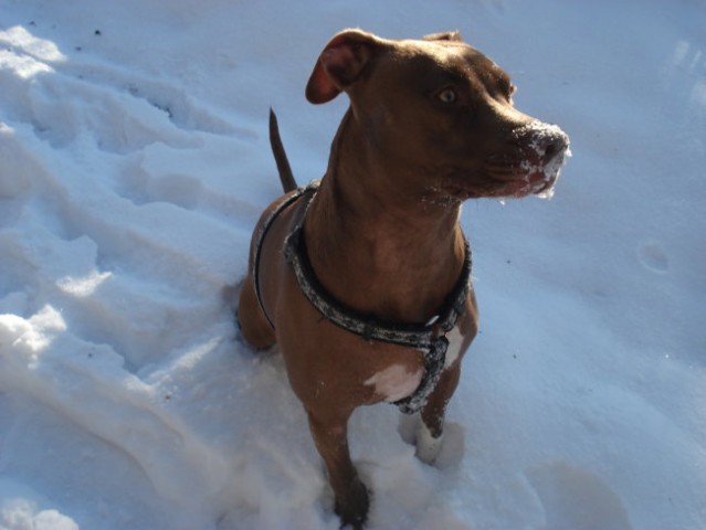 Daisy on the snow - foto