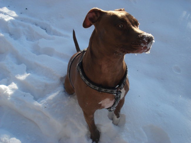 Daisy on the snow - foto povečava