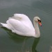 A swan on the river Drava