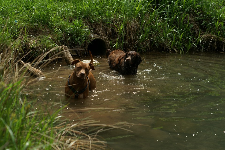 Daisy' favourite bathing spot :) - with a friend