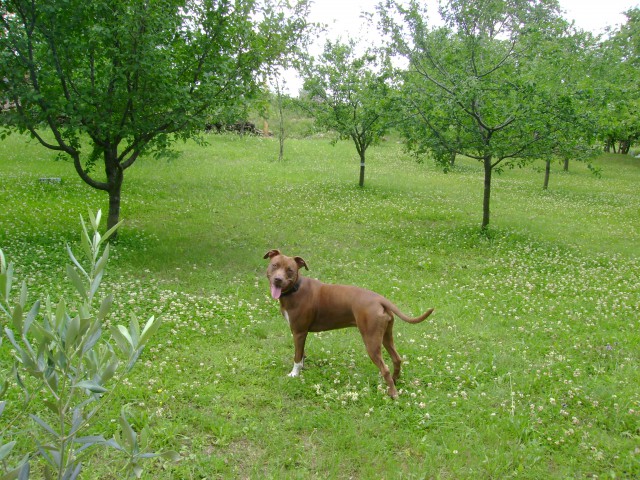 Daisy's orchard