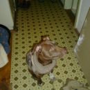 daisy fashion show