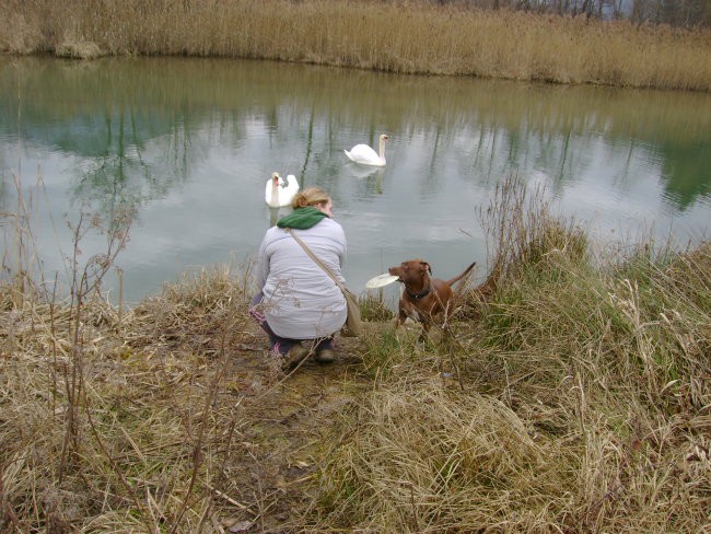 Drava - foto povečava