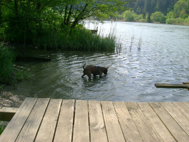 Drava - foto povečava