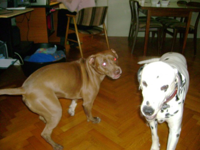 Daisy s prijatelji - foto