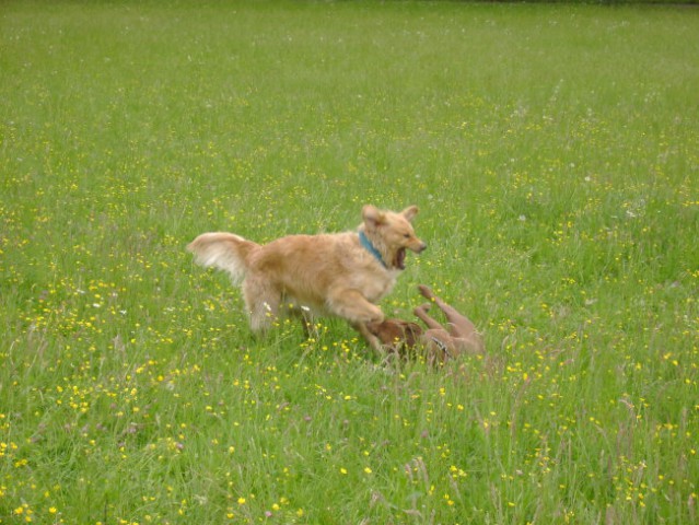 Daisy s prijatelji - foto