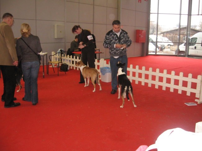 CACIB Tromostovje 13.1.2008 - foto povečava