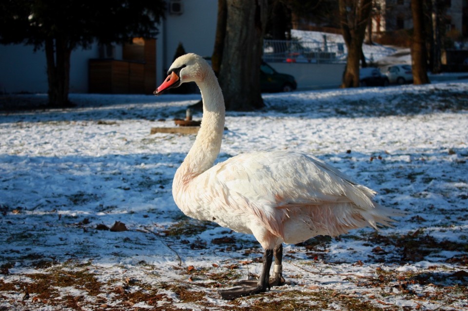 Novo leto 2008_Bled - foto povečava