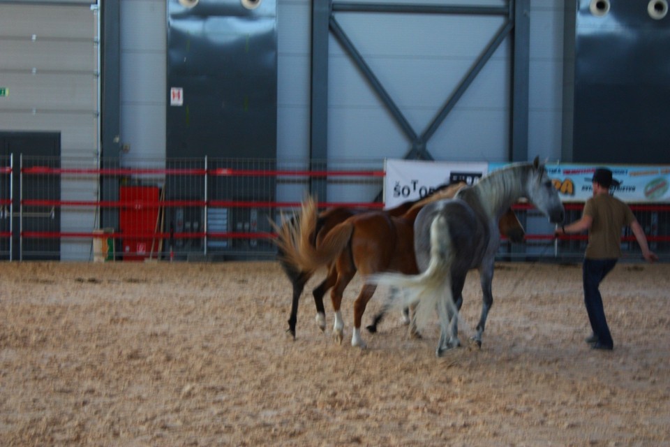 Saeta Equina - foto povečava