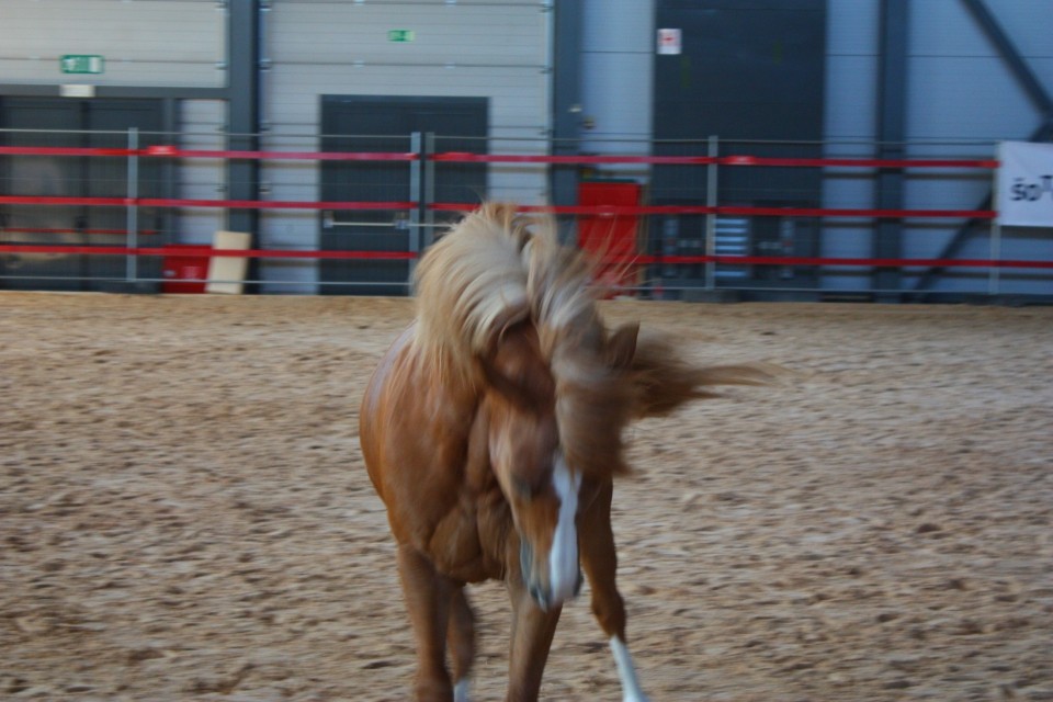 Saeta Equina - foto povečava