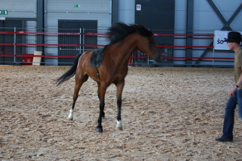 Saeta Equina - foto povečava