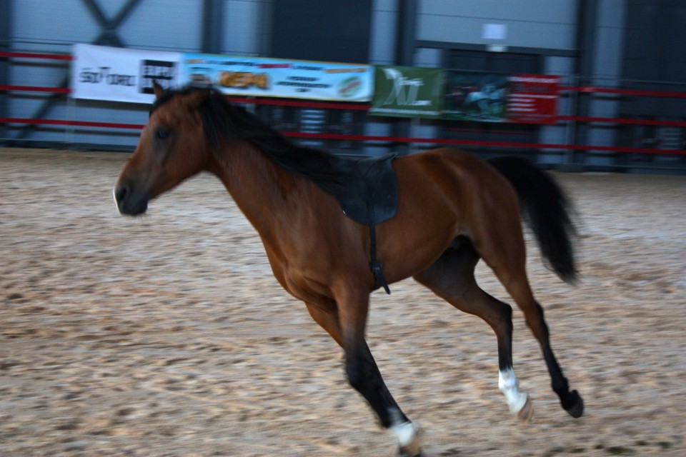 Saeta Equina - foto povečava