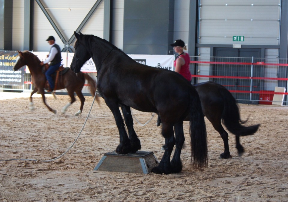 Saeta Equina - foto povečava