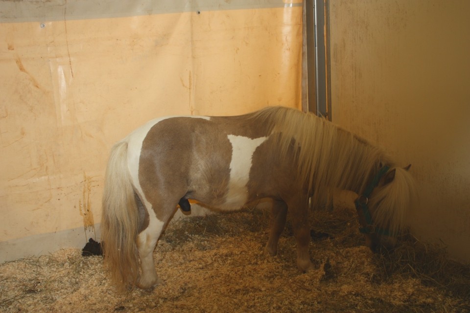 Saeta Equina - foto povečava