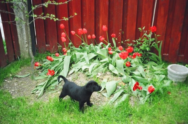 Una-puppy