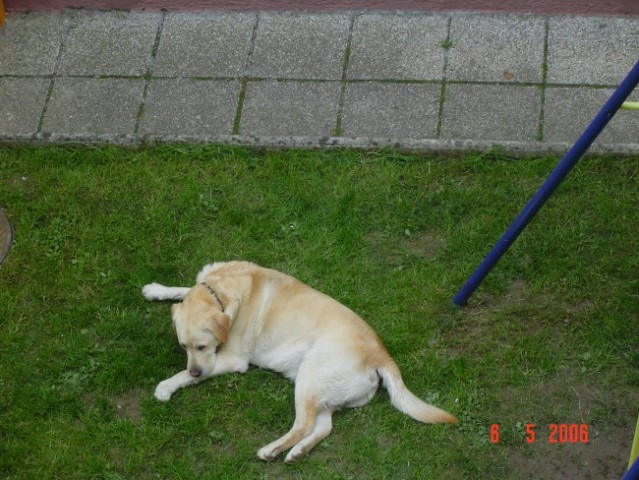 Viki - foto