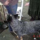 Australian cattle dog