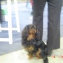 Cavalier(black and tan)