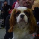 Cavalier(blenheim)