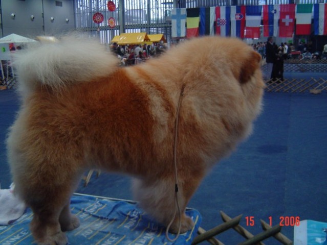 Chow-chow