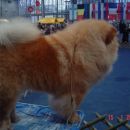 Chow-chow