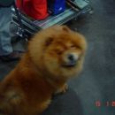 Chow-chow