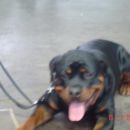 Rottweiler