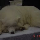 Samojed