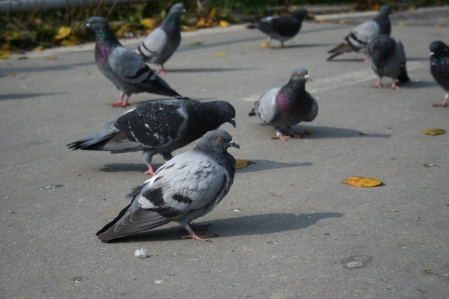 Fotke kar tako - foto povečava