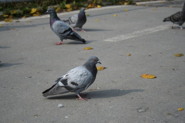 Fotke kar tako - foto povečava