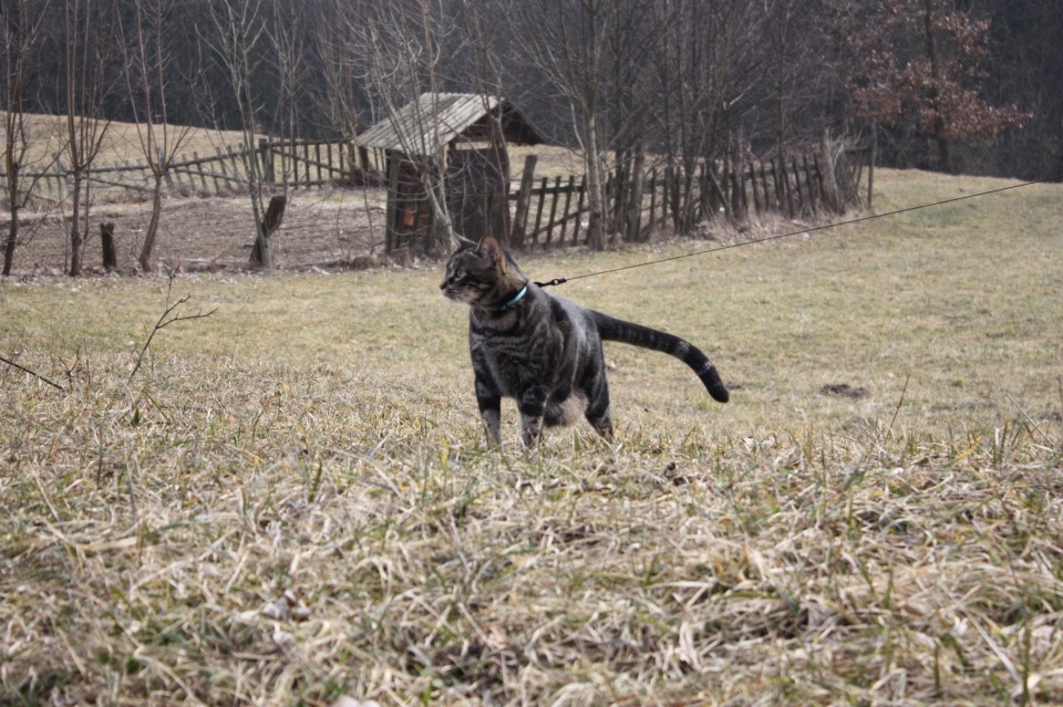 Niki na sprehodu - foto povečava