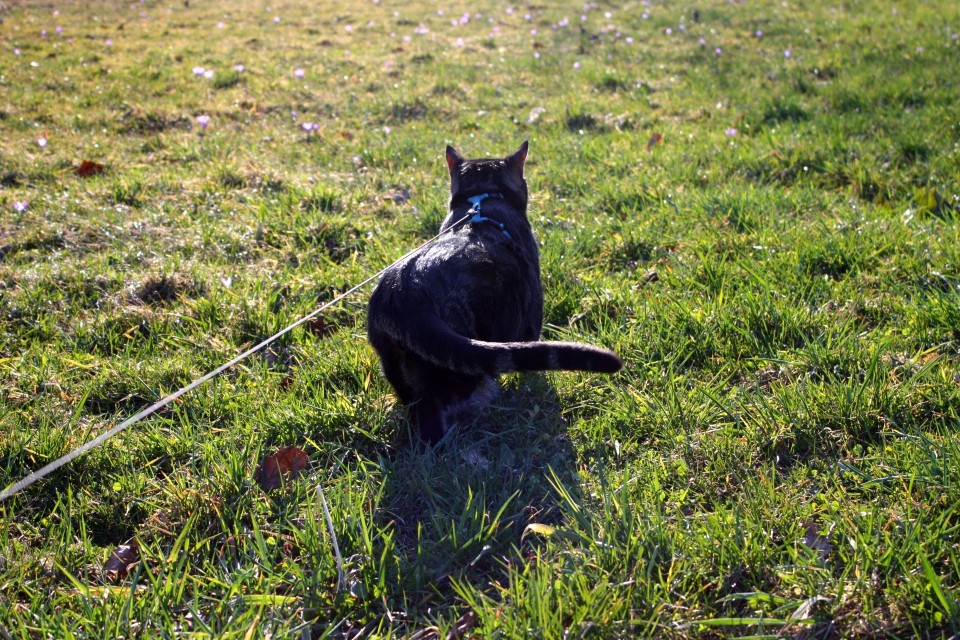 Niki na sprehodu - foto povečava