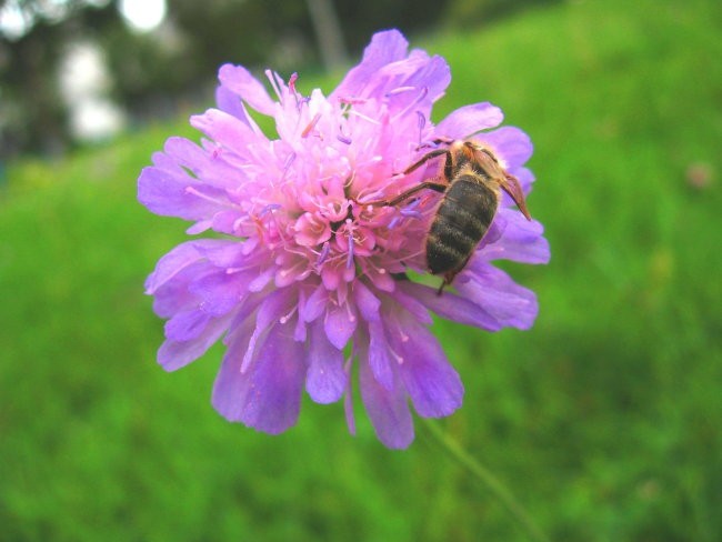 Close up - foto povečava