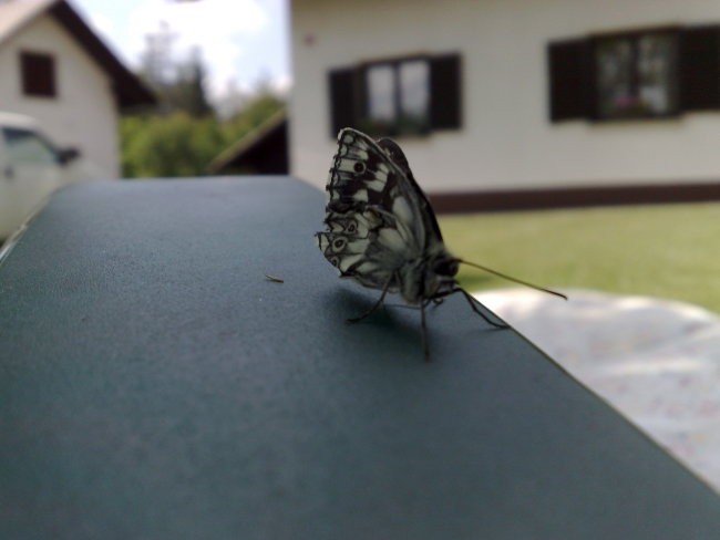 Close up - foto povečava