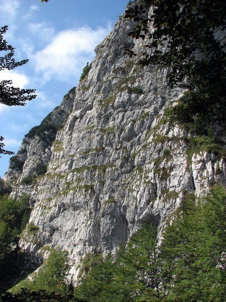 Črna prst - foto